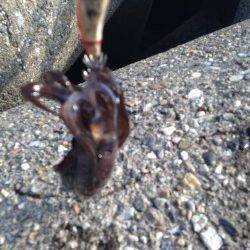 東二見人工島　エギングでアオリイカ、2寸に変えると立て続けにヒット