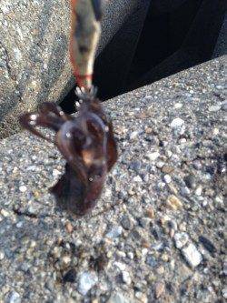 東二見人工島　エギングでアオリイカ、2寸に変えると立て続けにヒット