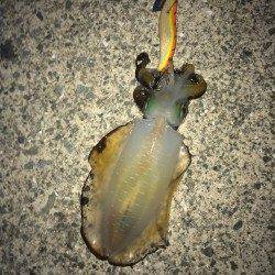 大蔵海岸エギングでアオリイカ　わかりやすいアタリで楽しめました