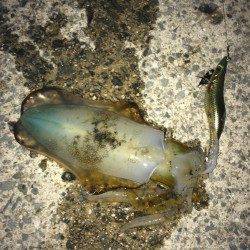 大蔵海岸エギングでアオリイカ　わかりやすいアタリで楽しめました