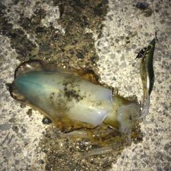 大蔵海岸エギングでアオリイカ　わかりやすい…