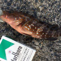 天橋立　根魚狙いでアコウ・ガシラのほかイイ…