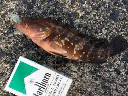 天橋立　根魚狙いでアコウ・ガシラのほかイイ…