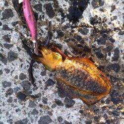 新井崎周辺エギングでアオリイカ新子　今年は渋すぎますね…