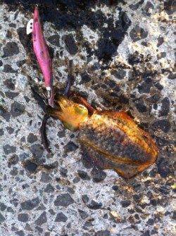 新井崎周辺エギングでアオリイカ新子　今年は渋すぎますね…