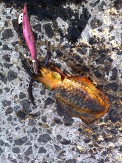 新井崎周辺エギングでアオリイカ新子　今年は…