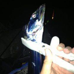 貝塚にてタチウオ狙い　食いが浅く中々乗りませんでした