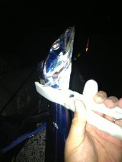 貝塚にてタチウオ狙い　食いが浅く中々乗りま…