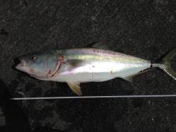 岸和田沖一文字　のませ釣りで82cmのブリ！　タチウオの釣果も