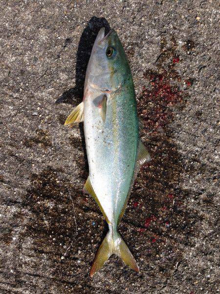 1番船で岸和田沖一文字の北へ釣行　引き釣り…