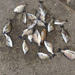 田村漁港　紀州釣りでチヌの釣果☆入れ食いタ…