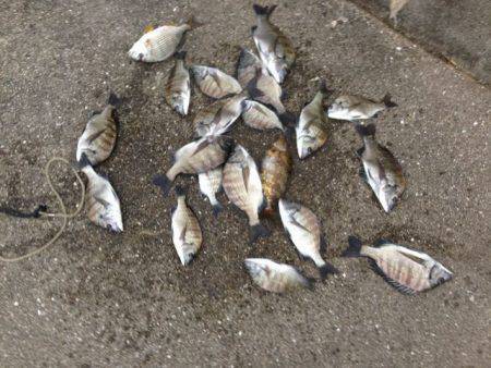 田村漁港　紀州釣りでチヌの釣果☆入れ食いタ…