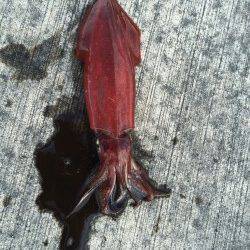 泉佐野周辺　イカが食べたくて少しだけエギング　ケンサキイカが釣れました　