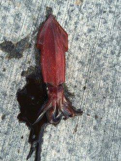 泉佐野周辺　イカが食べたくて少しだけエギング　ケンサキイカが釣れました　