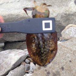 南淡路アオリイカ解禁日!ハイプレッシャー避けサーフエギング