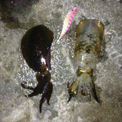 南淡路アオリイカ解禁日!ハイプレッシャー避けサーフエギング