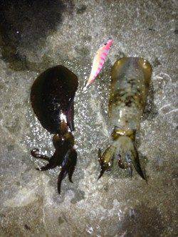 南淡路アオリイカ解禁日!ハイプレッシャー避けサーフエギング