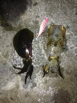 南淡路アオリイカ解禁日！ハイプレッシャー避…