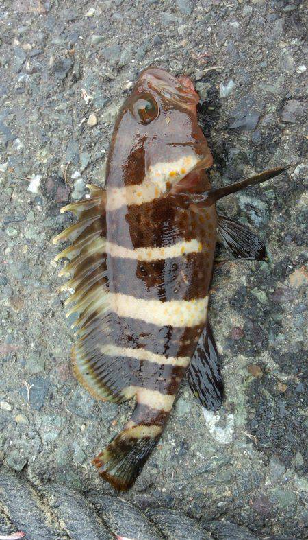 岸沿いにボトムを引くとアタリ　千歳周辺ワー…