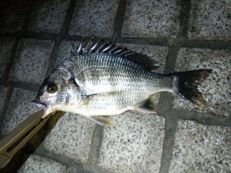 武庫川河口にてチニング　チビレの猛攻でした…