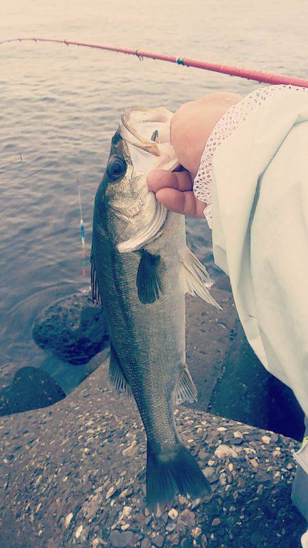 助松埠頭周辺　エビ撒きハネ&フカセ…