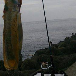 貝塚人工島アオリイカ　アベレージサイズより…