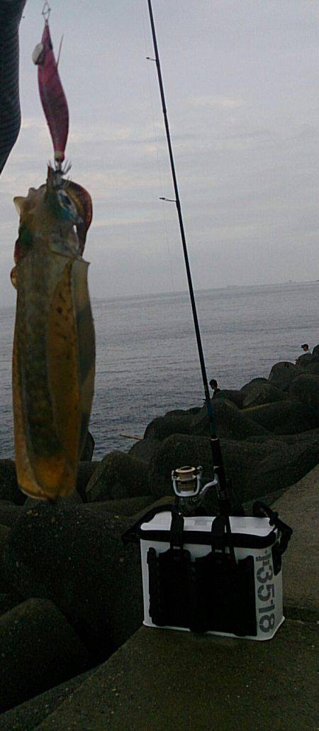 貝塚人工島アオリイカ　アベレージサイズより…