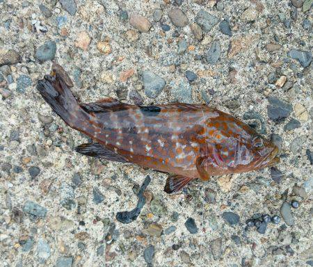 久美浜　メバリング釣行でガシラ・キジハタ・…