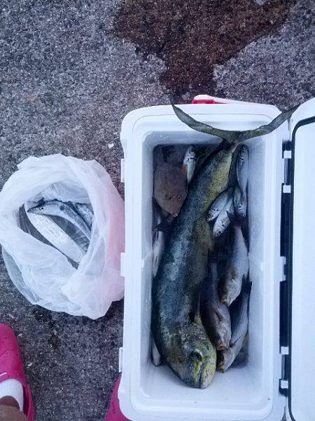 小浦一文字シイラ・タチウオなど多彩な釣果　…