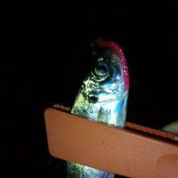 一時間で7匹！　助松埠頭でアジング