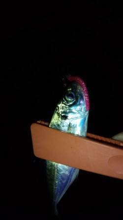 一時間で7匹！　助松埠頭でアジング