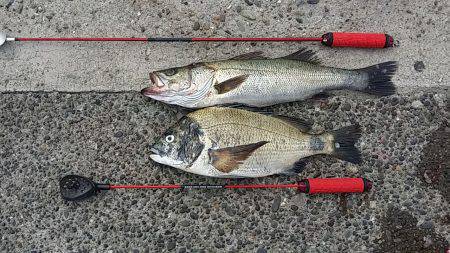 大阪南港エビ撒きハネ&フカセチヌ　…