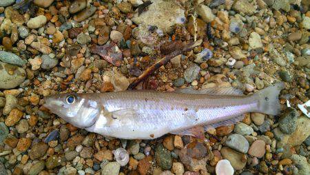 旭でエギング&ちょい投げ　昨日は沢…