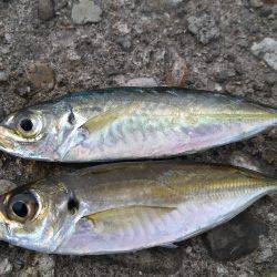 香美町の下浜港へサビキ釣り　小さいアジは入…