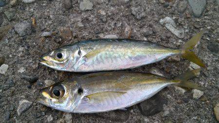 香美町の下浜港へサビキ釣り　小さいアジは入…