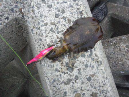 谷川漁港　エギングでアオリイカ〜着水と同時…