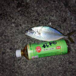 みなべでカゴ釣り　夕方アジ・チヌ、干潮３0…