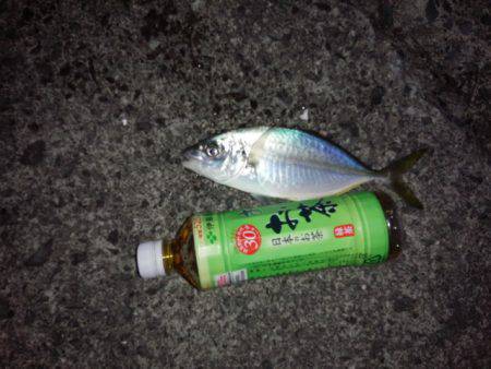 みなべでカゴ釣り　夕方アジ・チヌ、干潮３0…