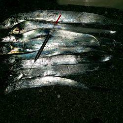 助松沖向きテトラで太刀魚ウキ釣り　90セン…