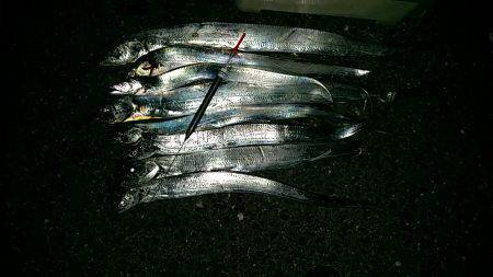 助松沖向きテトラで太刀魚ウキ釣り　90セン…