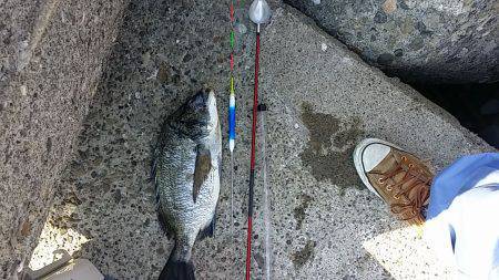 堺のテトラ　フカセでチヌ39cm