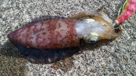 香住方面でエギング　下浜港周辺でアオリイカ…