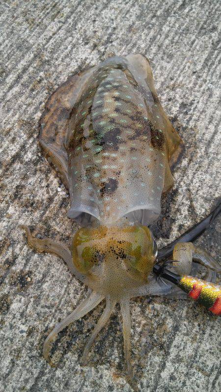 柴山港　エギングでアオリイカ　キスのちょい…