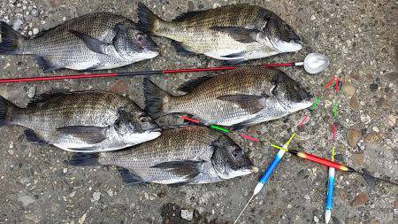 爆風でしたがフカセ釣りでチヌ　スバリが減り…