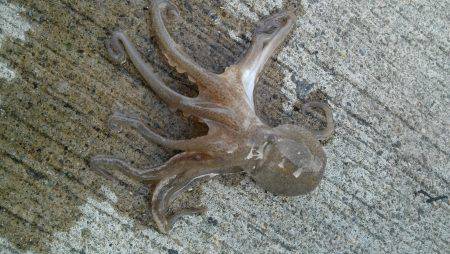 柴山でちょい投げ&サビキ　釣れた貝…