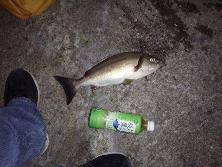 みなべにて今週もイサキ狙い　30〜40cm…