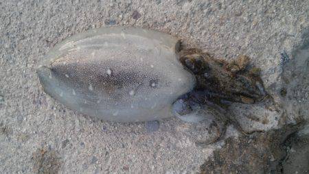 久美浜・小天橋の手前でエギング&ち…