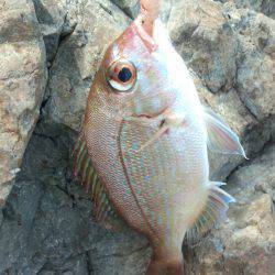 高浜　根魚狙いに変更してアコウ　ドラグ鳴ら…