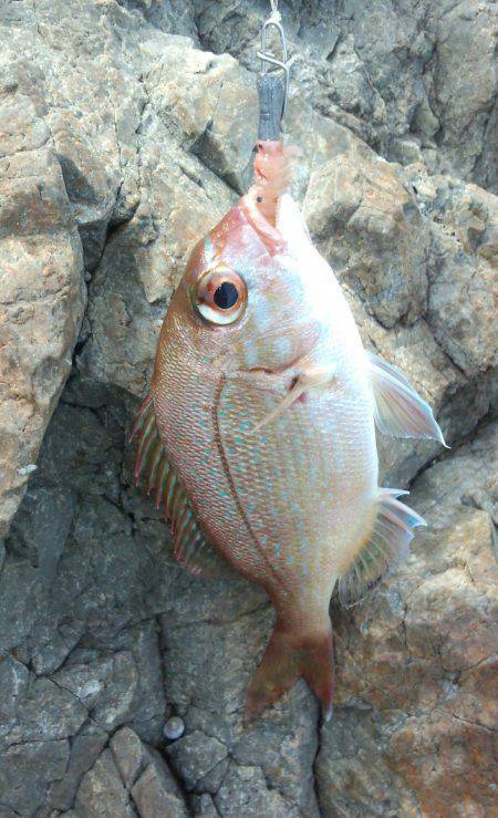 高浜　根魚狙いに変更してアコウ　ドラグ鳴ら…