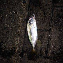 天保山アジング　6〜10のレンジ付近でフォール中にバイト